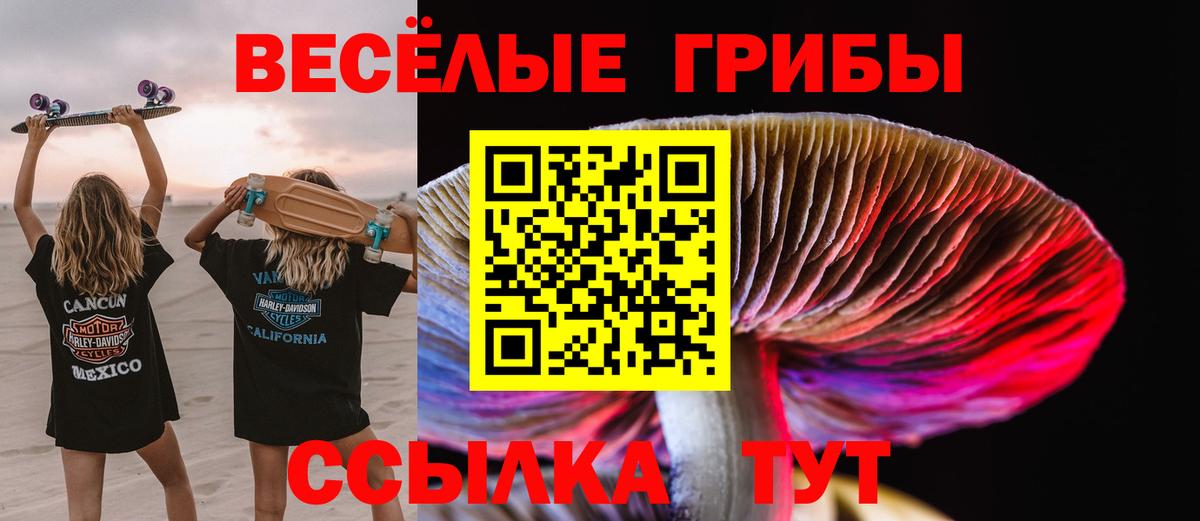 Псилоцибиновые грибы Psilocybe Белореченск